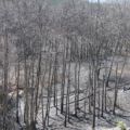 Post burn 2009